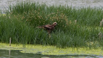 Western Marsh Harrier