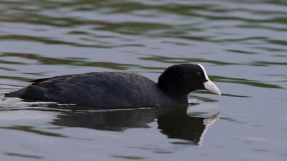 Eurasian Coot