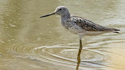 Common Greenshank