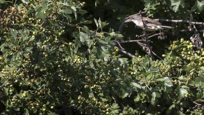 Akgerdanlı ötleğen