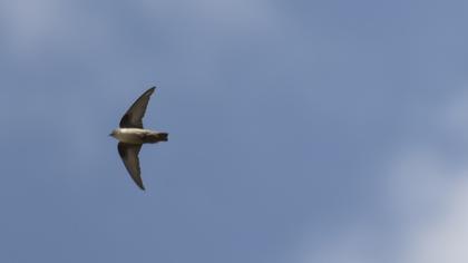 Eurasian Crag Martin