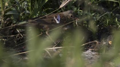 Ortolan Bunting