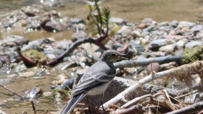 White Wagtail