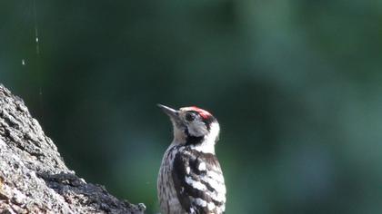 Lesser Spotted Woodpecker