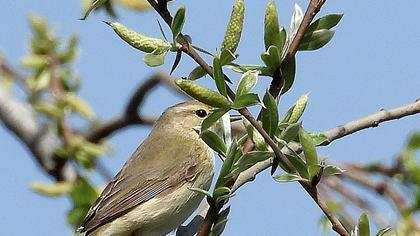 Common Chiffchaff