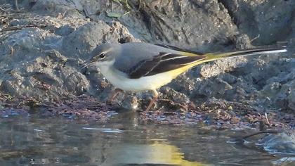 Grey Wagtail