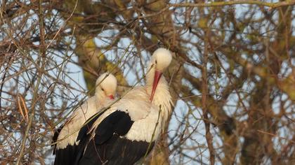 White Stork