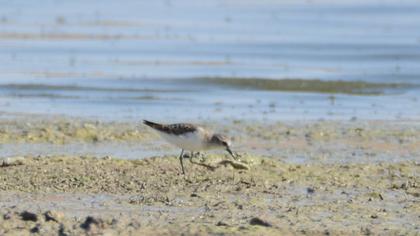 Little Stint