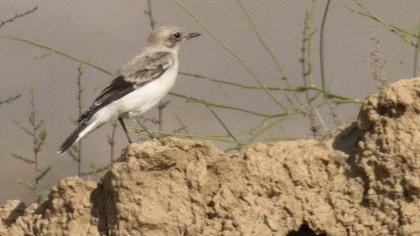 Finsch`s Wheatear