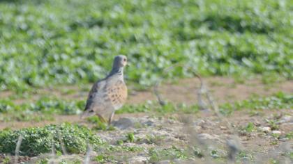 European Turtle Dove