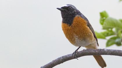 Common Redstart