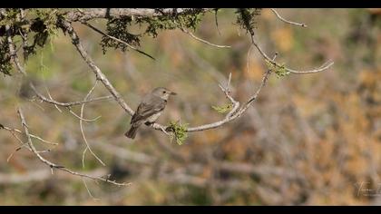 Spotted Flycatcher