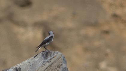 Northern Wheatear