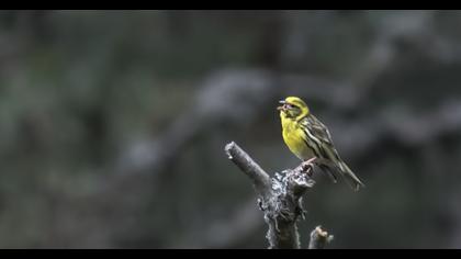 European Serin