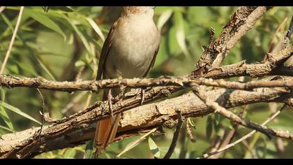 Common Nightingale