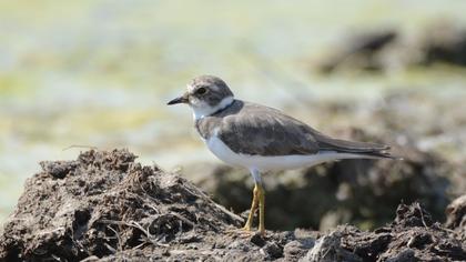 Little Ringed Plover