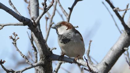 House Sparrow