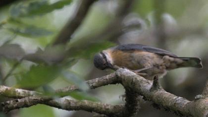 Eurasian Nuthatch