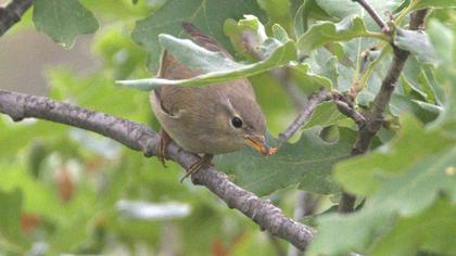 Garden Warbler