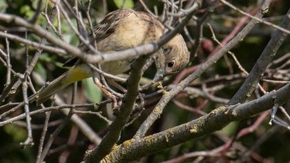 Black-headed Bunting