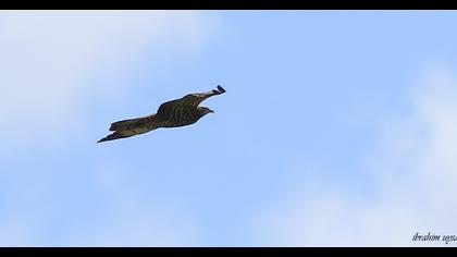 European Honey Buzzard
