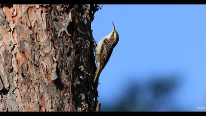 Short-toed Treecreeper