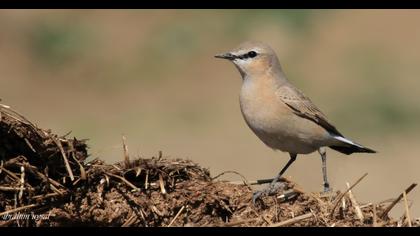 Isabelline Wheatear