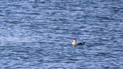 Common Eider