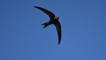 Pallid Swift