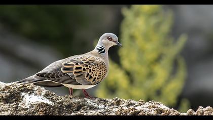 European Turtle Dove