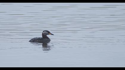 Red-necked Grebe