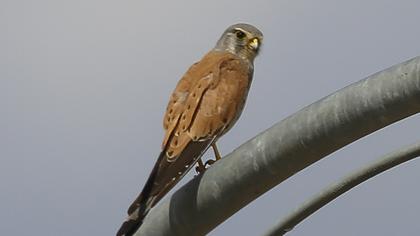 Common Kestrel