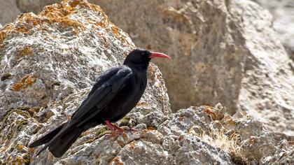 Red-billed Chough