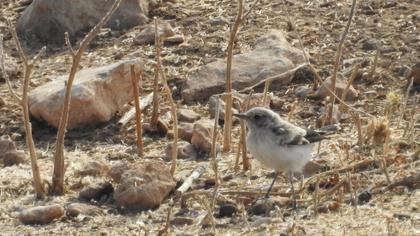 Finsch`s Wheatear