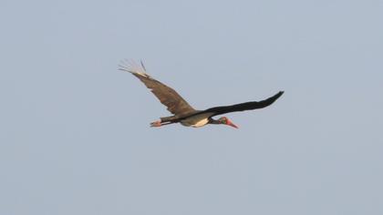 Black Stork