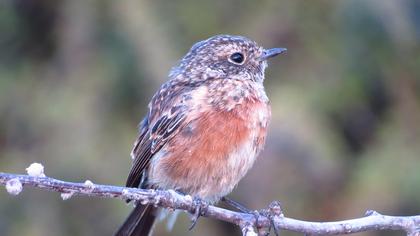 European Stonechat