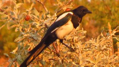 Eurasian Magpie