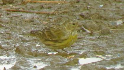 European Serin