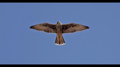 Saker Falcon