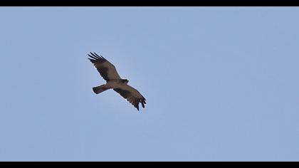 Booted Eagle