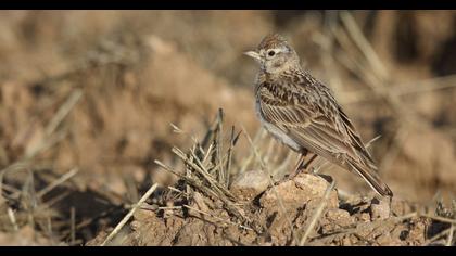 Greater Short-toed Lark