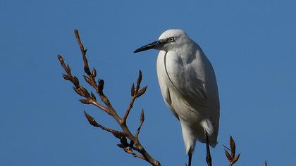 Little Egret