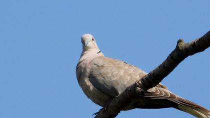 Eurasian Collared Dove