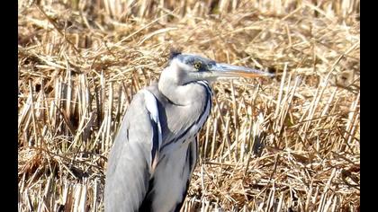 Grey Heron