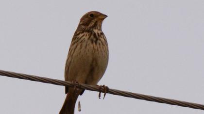Corn Bunting
