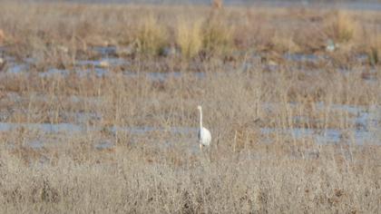 Great Egret