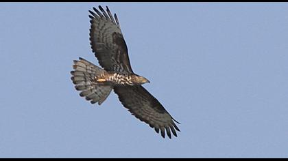 European Honey Buzzard
