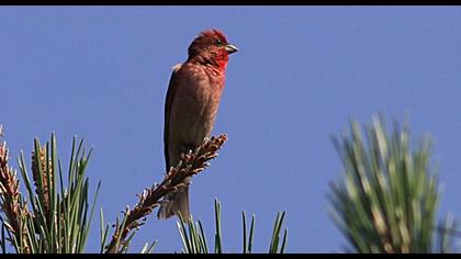 Common Rosefinch