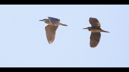 Black-crowned Night Heron