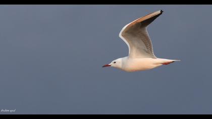 Slender-billed Gull